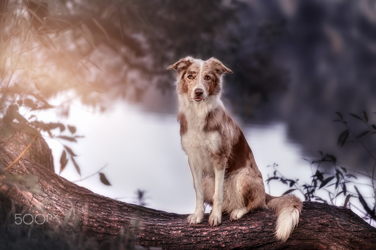 AF-S Zoom-Nikkor 80-200mm f/2.8D IF-ED sample photo. Border collie in the park photography