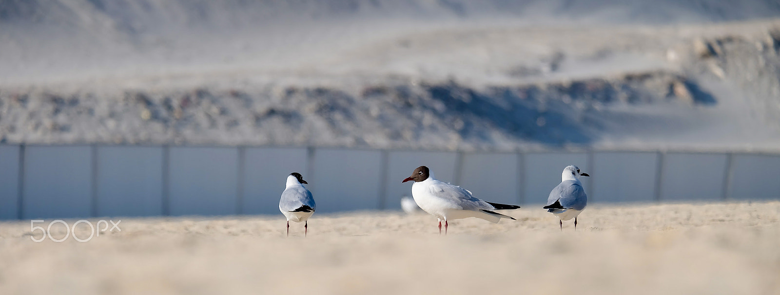 Fujifilm X-A1 + Fujifilm XC 50-230mm F4.5-6.7 OIS sample photo. Birds on shore photography