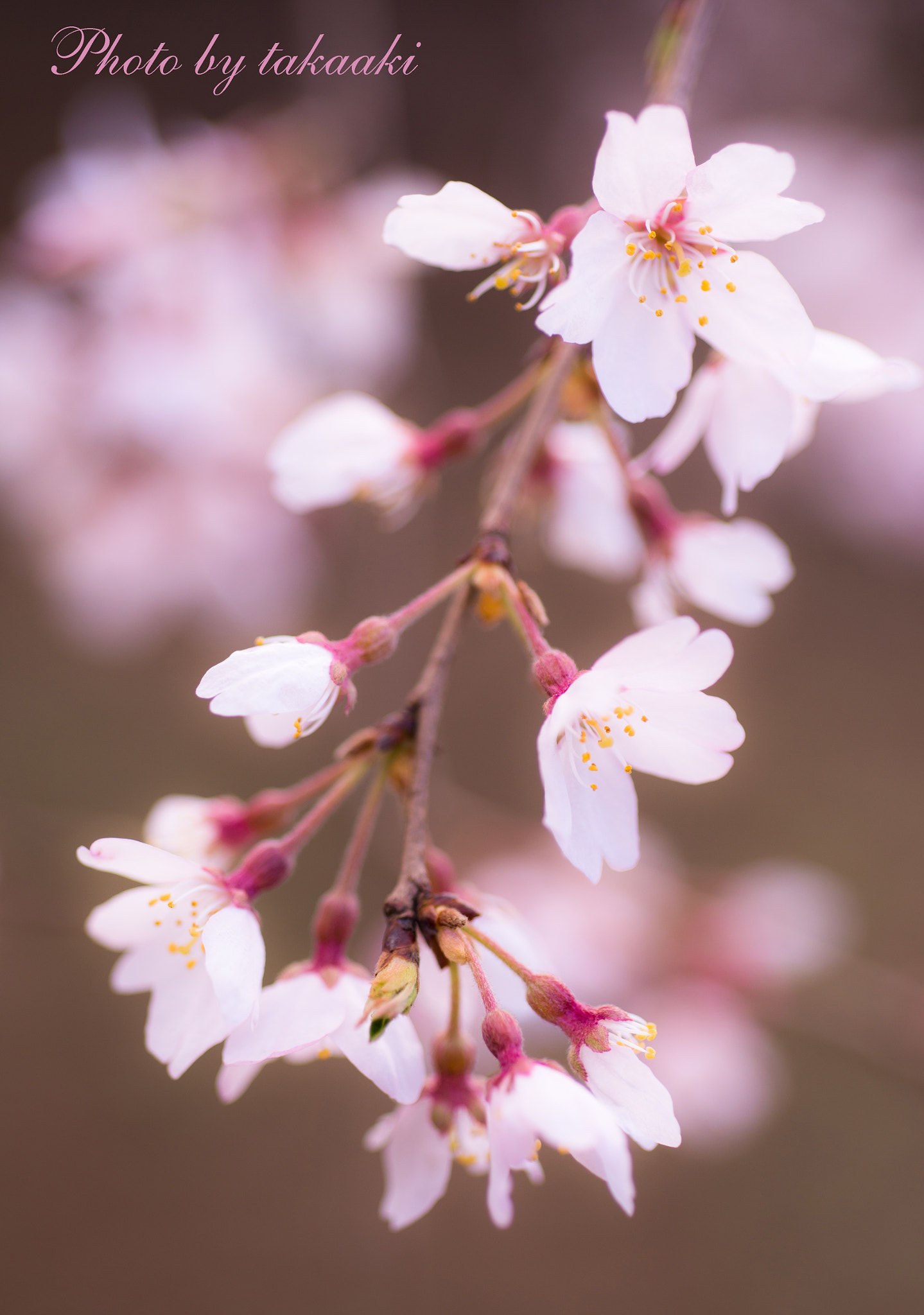 Nikon D610 + AF Micro-Nikkor 60mm f/2.8 sample photo. Pink flowers photography