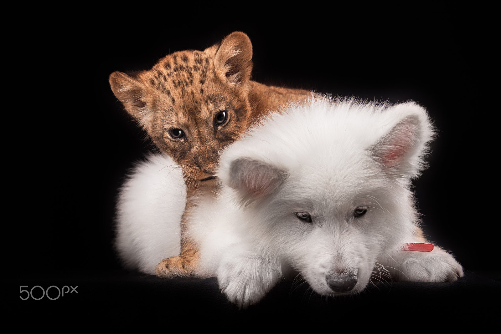 AF Zoom-Nikkor 28-105mm f/3.5-4.5D IF sample photo. Little lion cub and white puppy photography