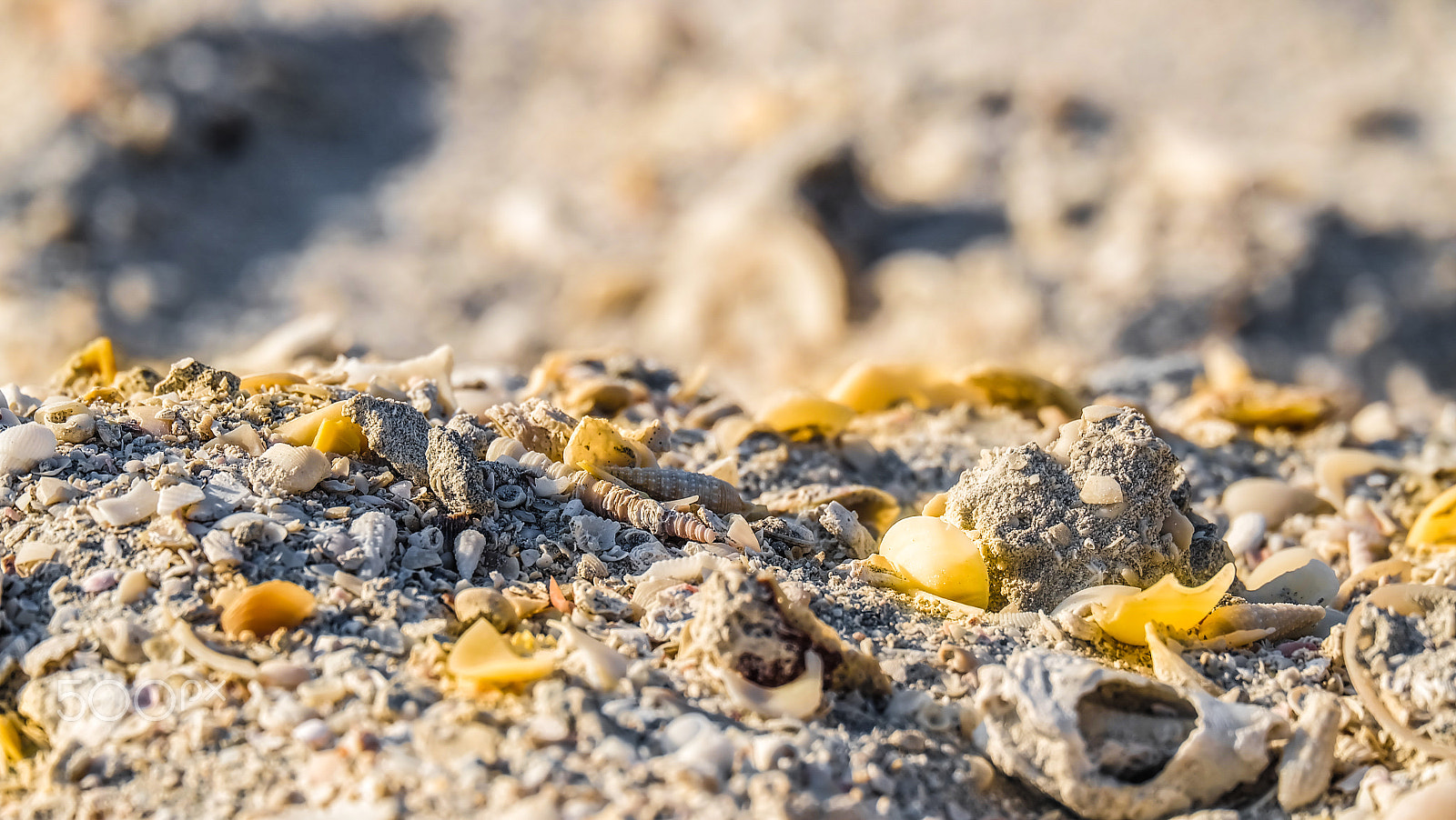 Fujifilm X-A1 + Fujifilm XC 50-230mm F4.5-6.7 OIS sample photo. Gold shore photography