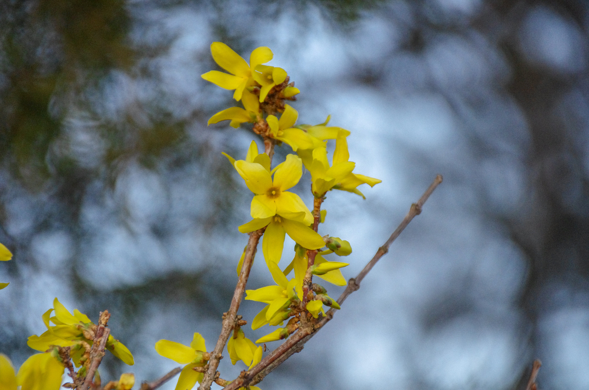 Sigma 18-200mm F3.5-6.3 II DC OS HSM sample photo. Yellow flowers photography