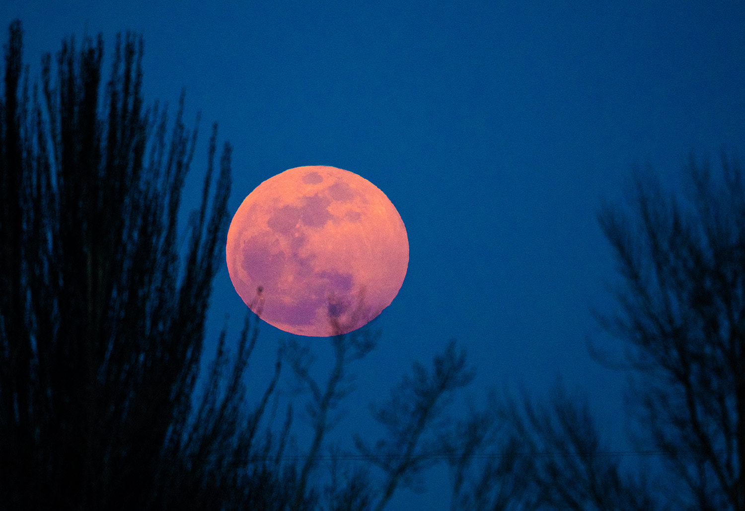 Canon EF 600mm F4L IS II USM sample photo. 红月亮 photography
