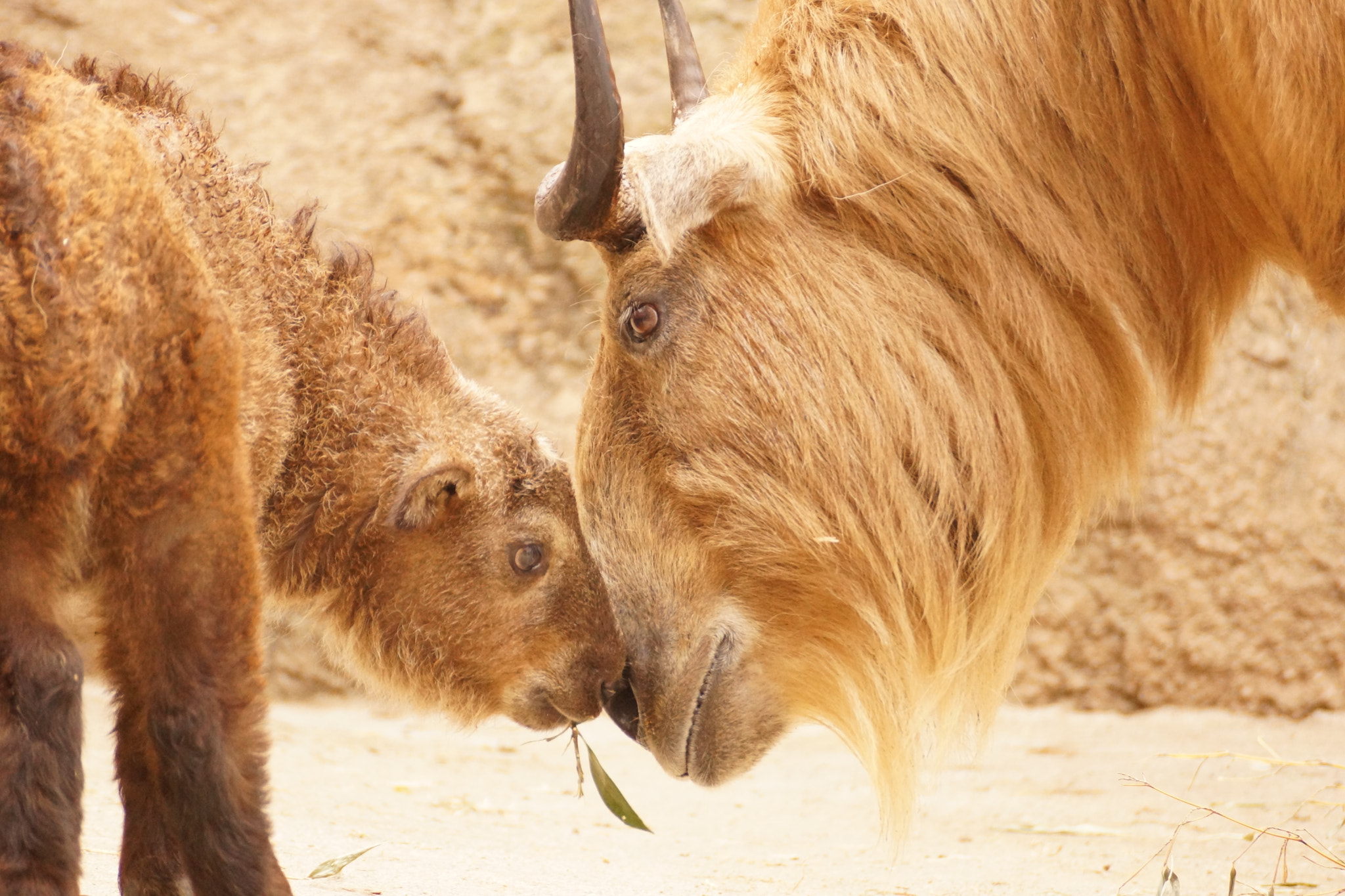 Sony DT 55-300mm F4.5-5.6 SAM sample photo. Mom and baby. photography