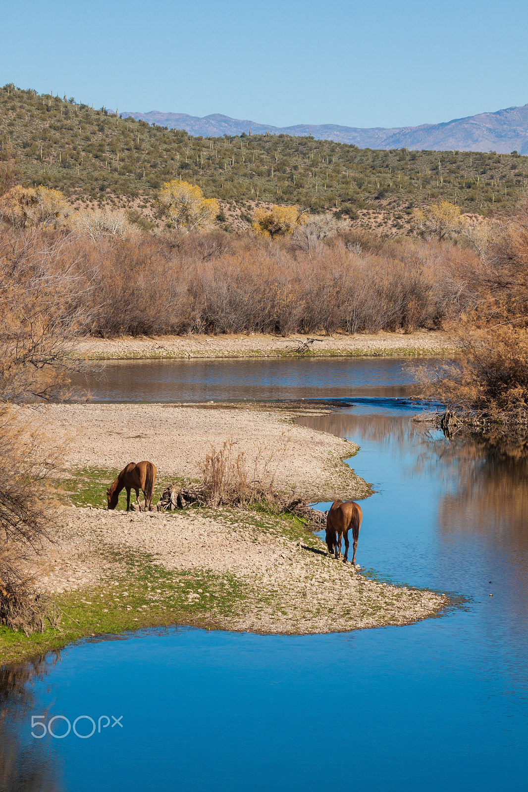 Canon EF 100-400mm F4.5-5.6L IS USM sample photo. Wild horses salt river arizona photography
