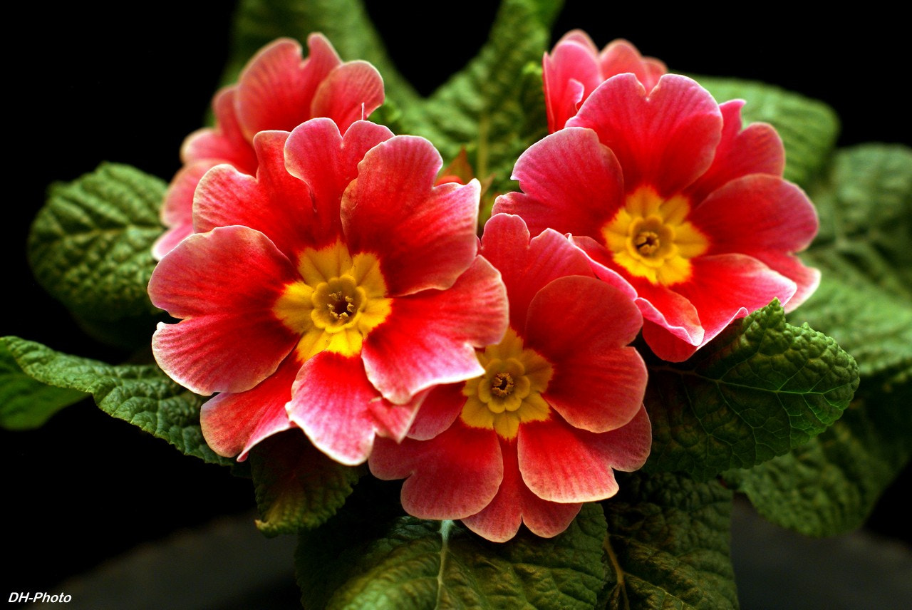 Sony Alpha DSLR-A300 sample photo. Just a primrose photography
