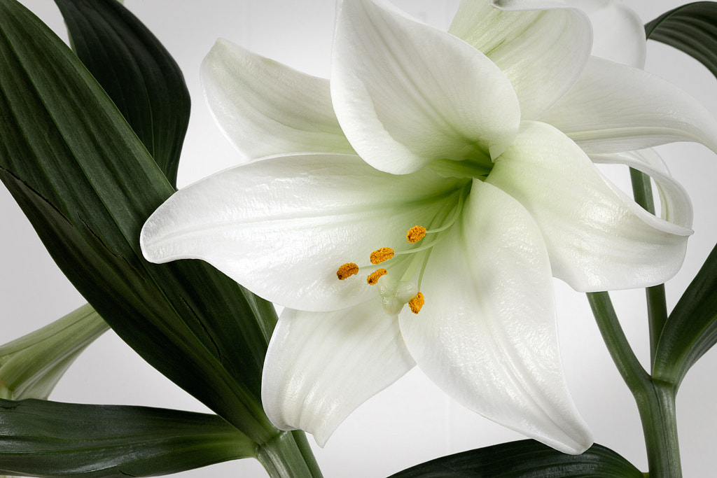 Easter lily by Mike Hilton on 500px.com