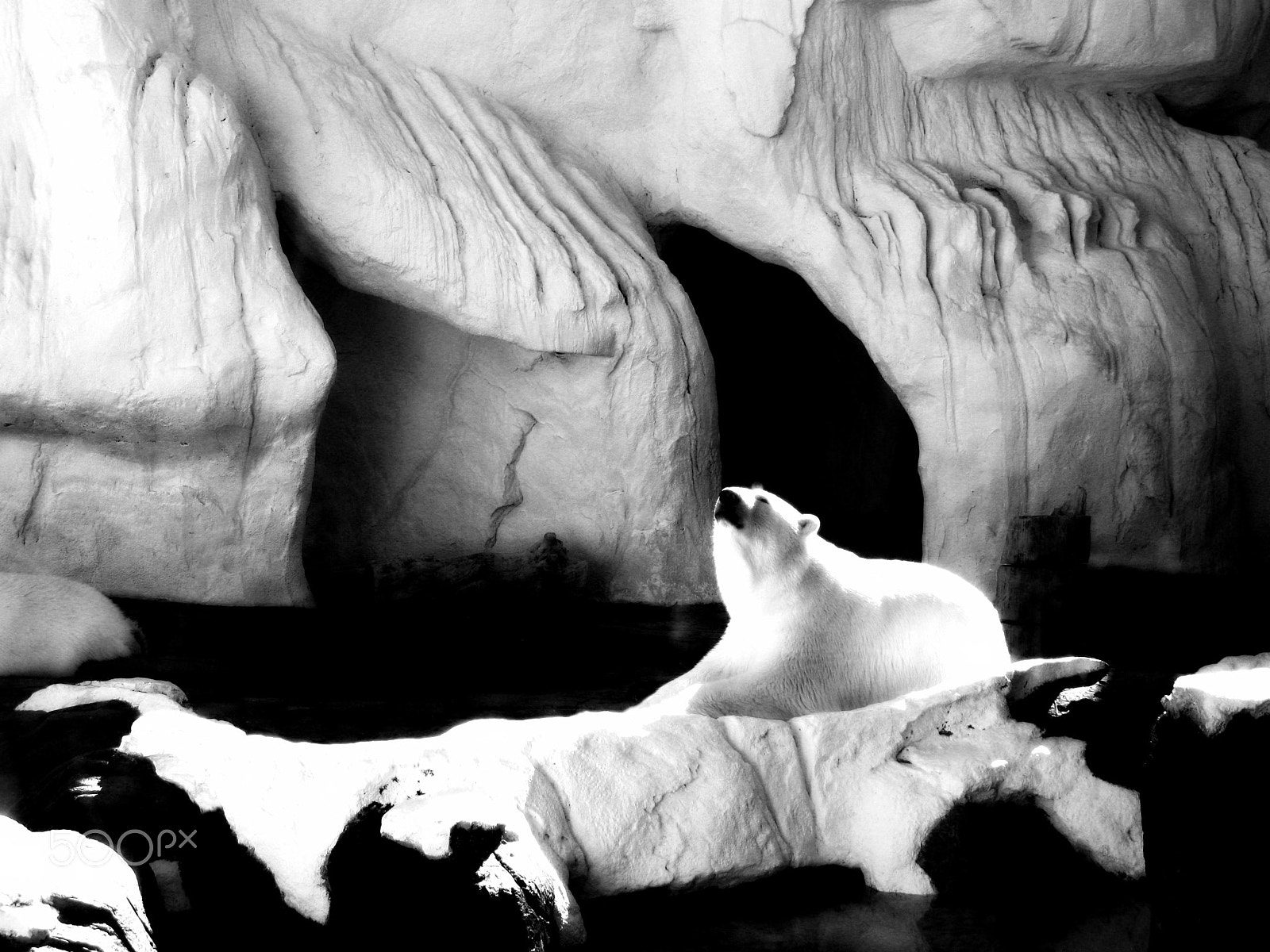 Canon PowerShot A2000 IS sample photo. Polar bear plunge photography