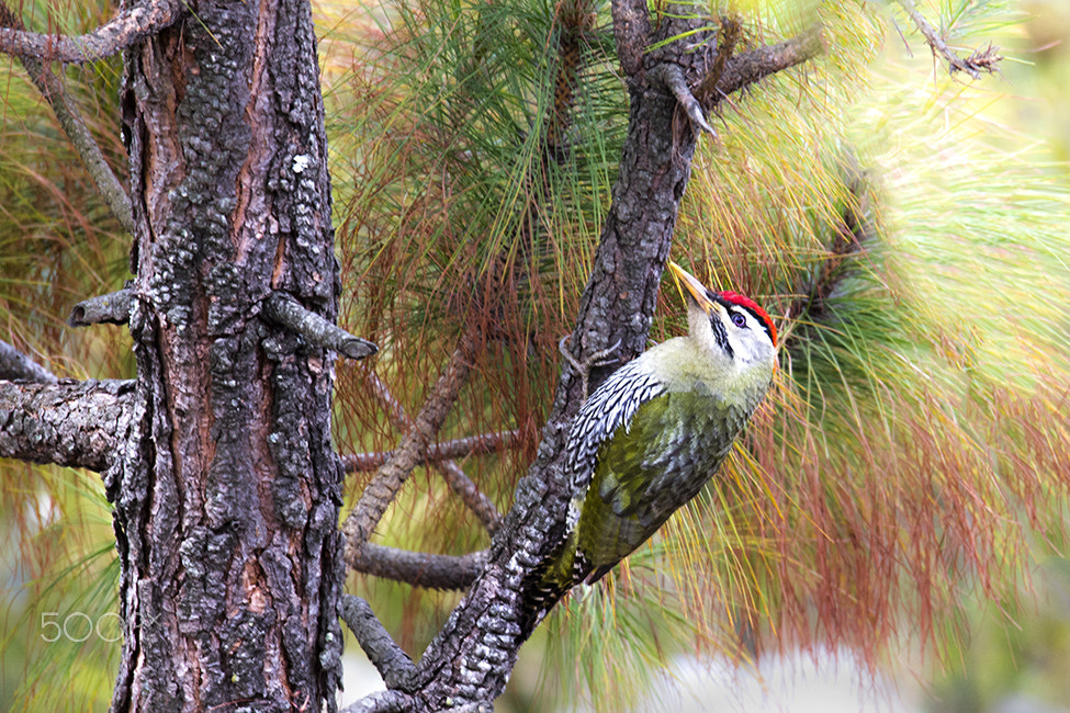 Canon EOS 60D + Sigma 150-600mm F5-6.3 DG OS HSM | C sample photo. Scaly-bellied woodpecker photography