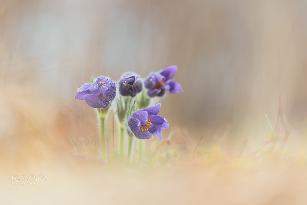 Sigma 150mm F2.8 EX DG Macro HSM sample photo. Pulsatilla vulgaris photography