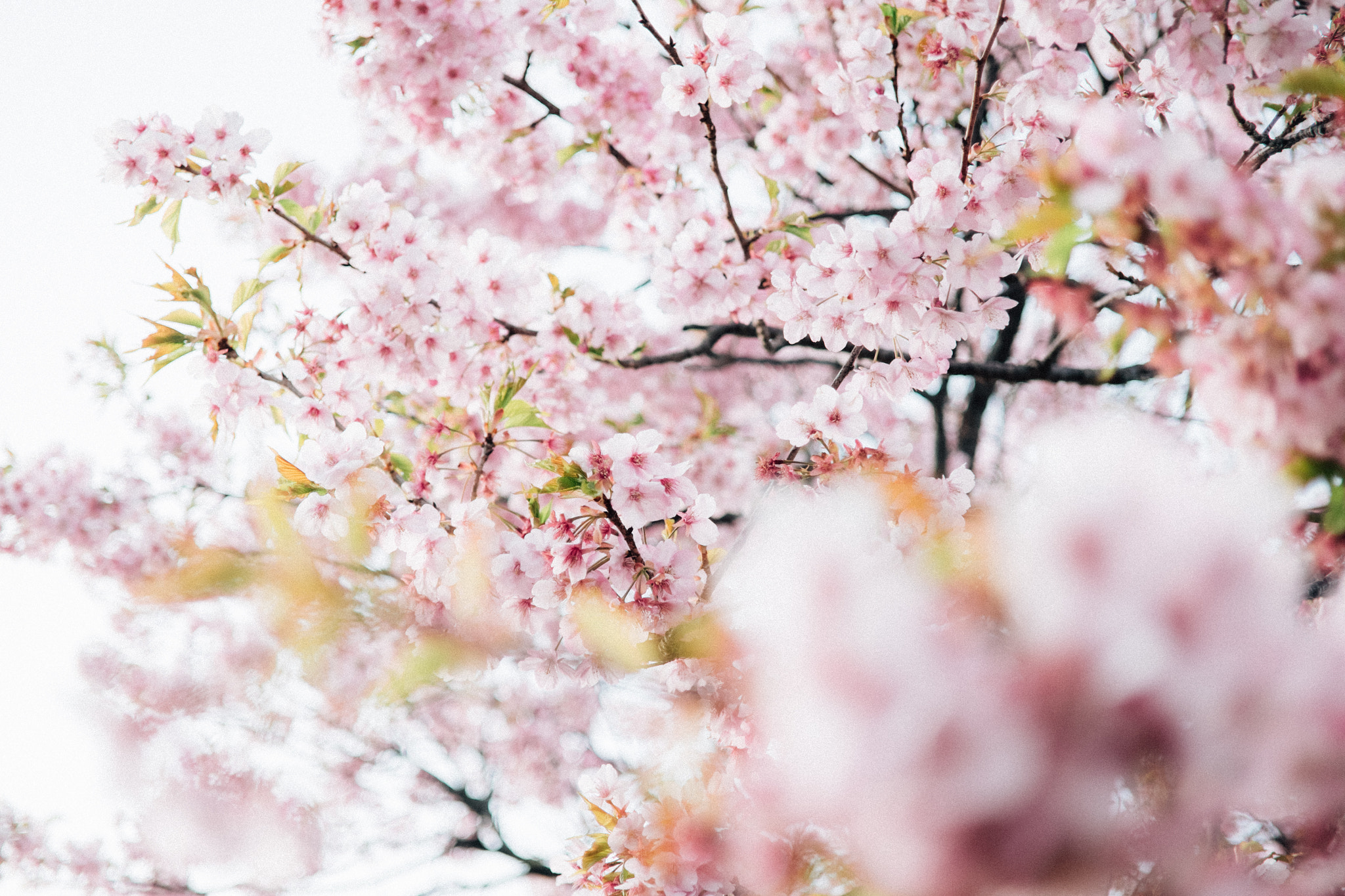 ZEISS Touit 32mm F1.8 sample photo. Cherry blossom photography
