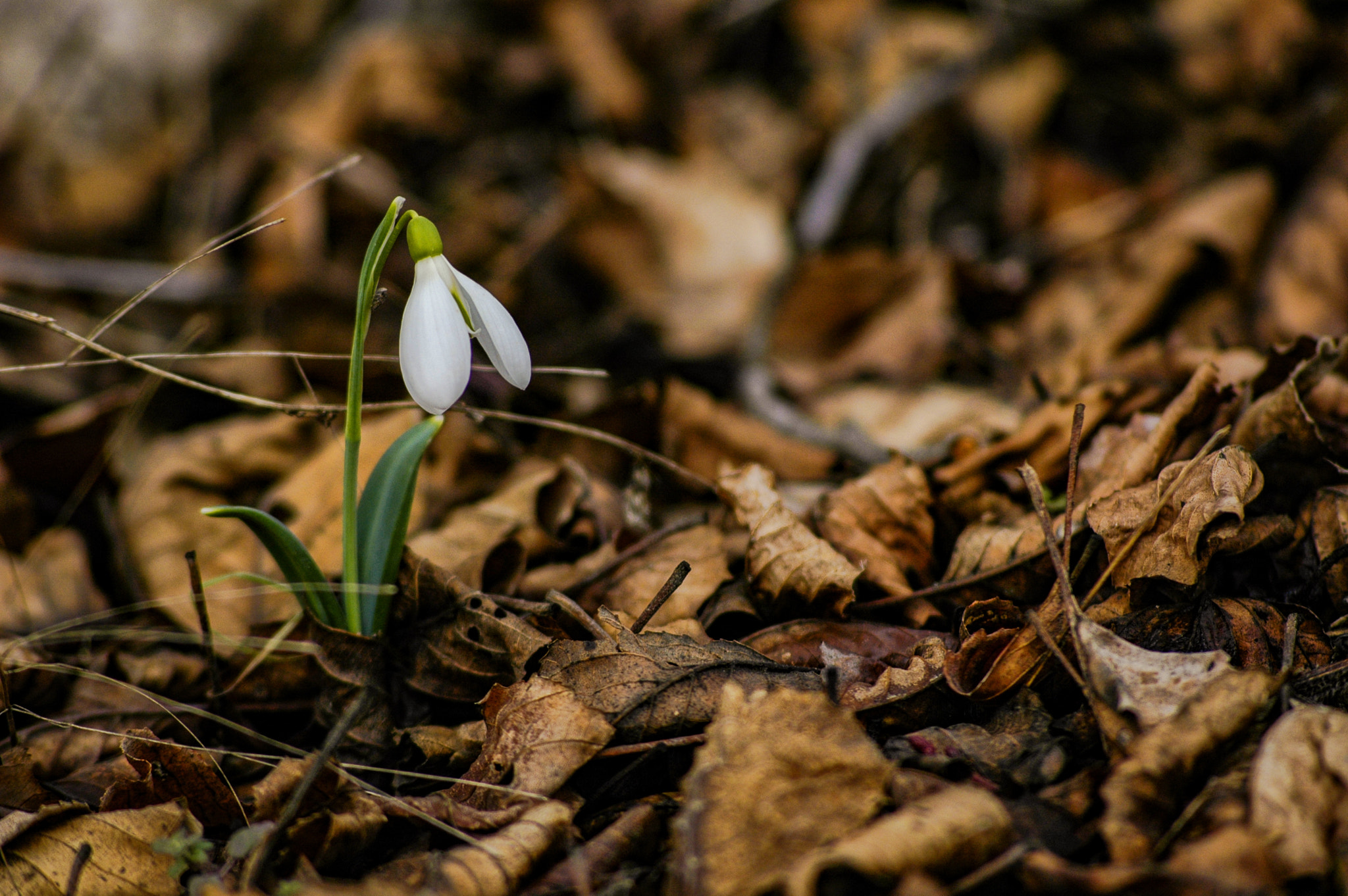 Nikon D70s + AF Nikkor 70-210mm f/4-5.6D sample photo. Snowdrop flowers photography