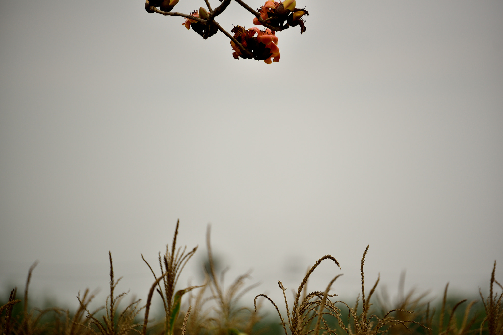 Tamron SP 70-200mm F2.8 Di VC USD sample photo. Cotton tree & wheat photography