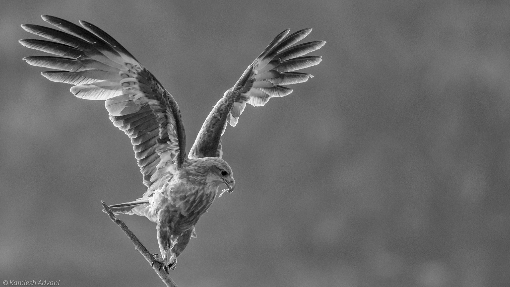 Nikon D5200 + Nikon AF-S Nikkor 300mm F4D ED-IF sample photo. Raptor's snack! photography