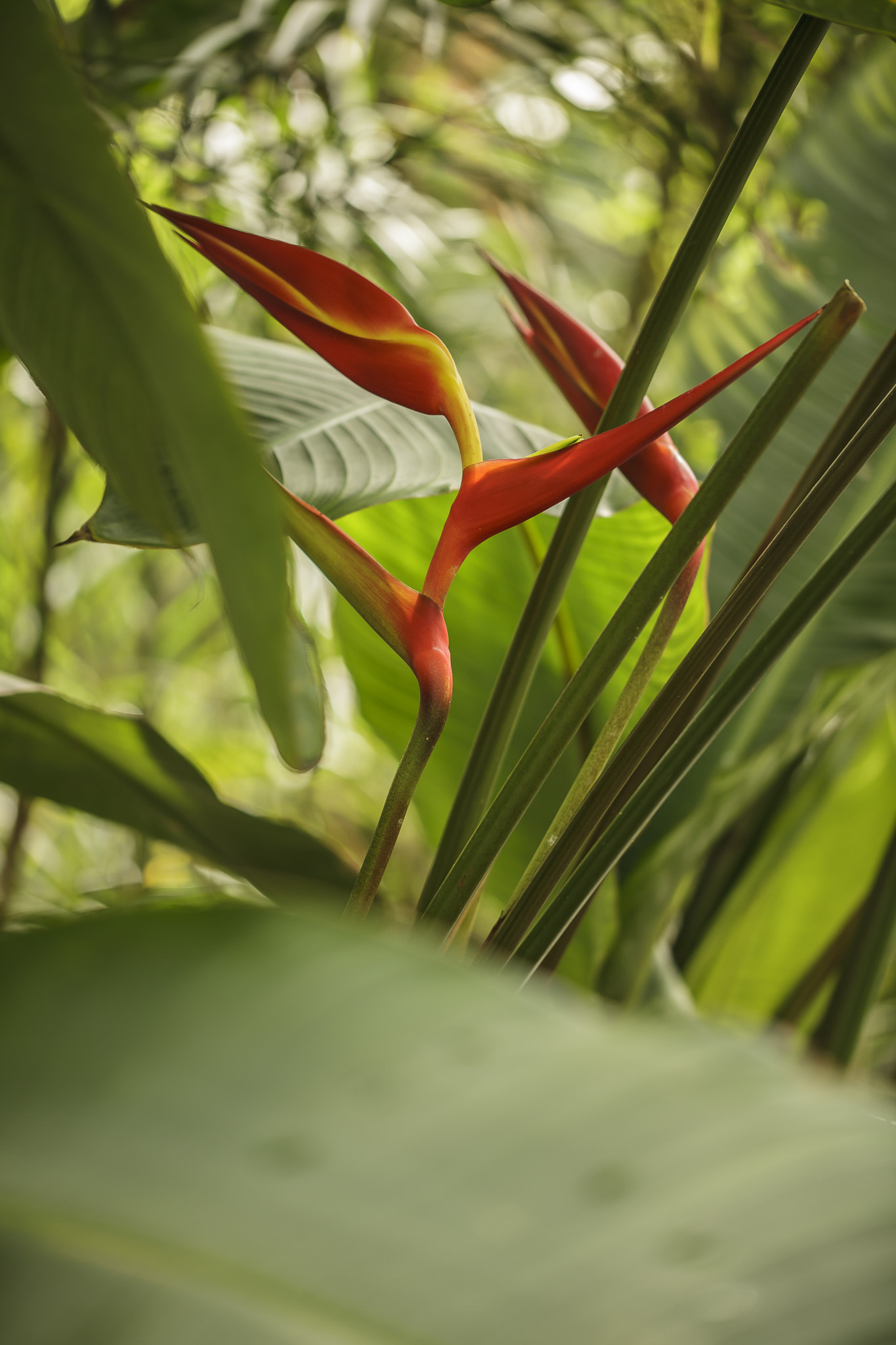 Sigma 105mm F2.8 EX DG OS HSM sample photo. Hojas y flores photography