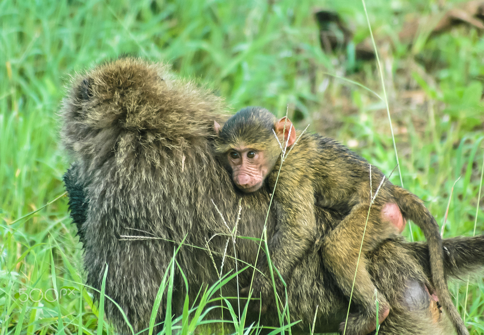 Nikon D70s sample photo. Monkey family photography