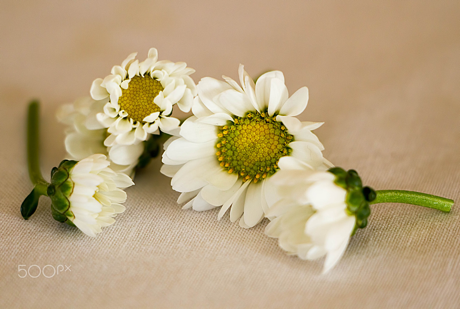 Canon EF-S 18-135mm F3.5-5.6 IS STM sample photo. Flowers photography