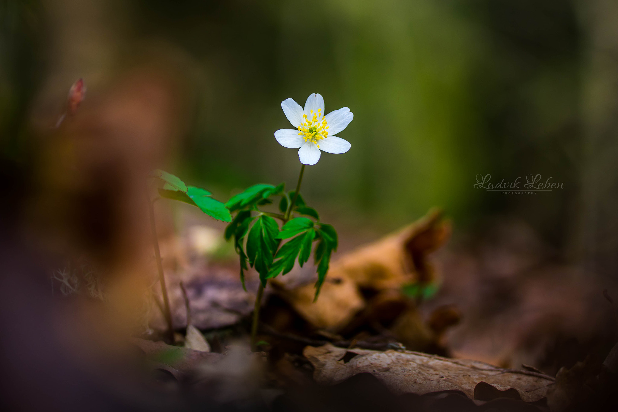 Sony a7 II + Tamron SP AF 90mm F2.8 Di Macro sample photo. Forest pearl photography