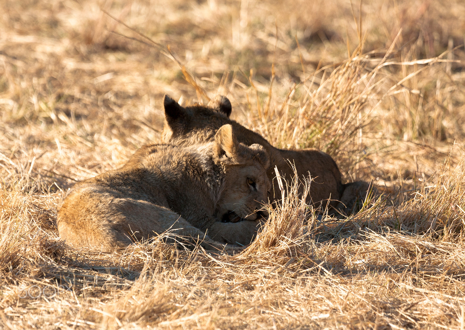 Canon EF 100-400mm F4.5-5.6L IS USM sample photo. Lions, botswana photography