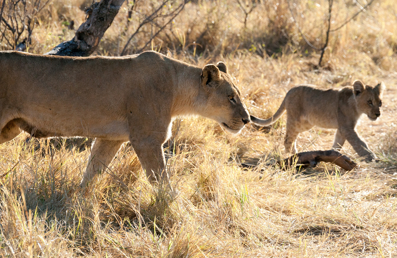 Canon EF 28-300mm F3.5-5.6L IS USM sample photo. Lions, botswana photography