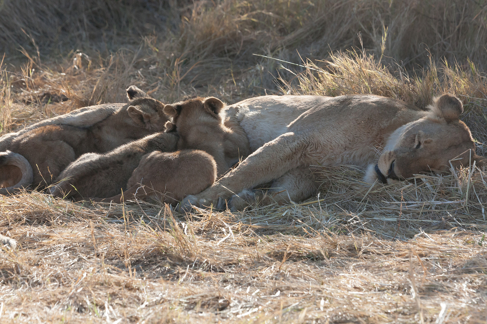 Canon EF 100-400mm F4.5-5.6L IS USM sample photo. Lions, botswana photography