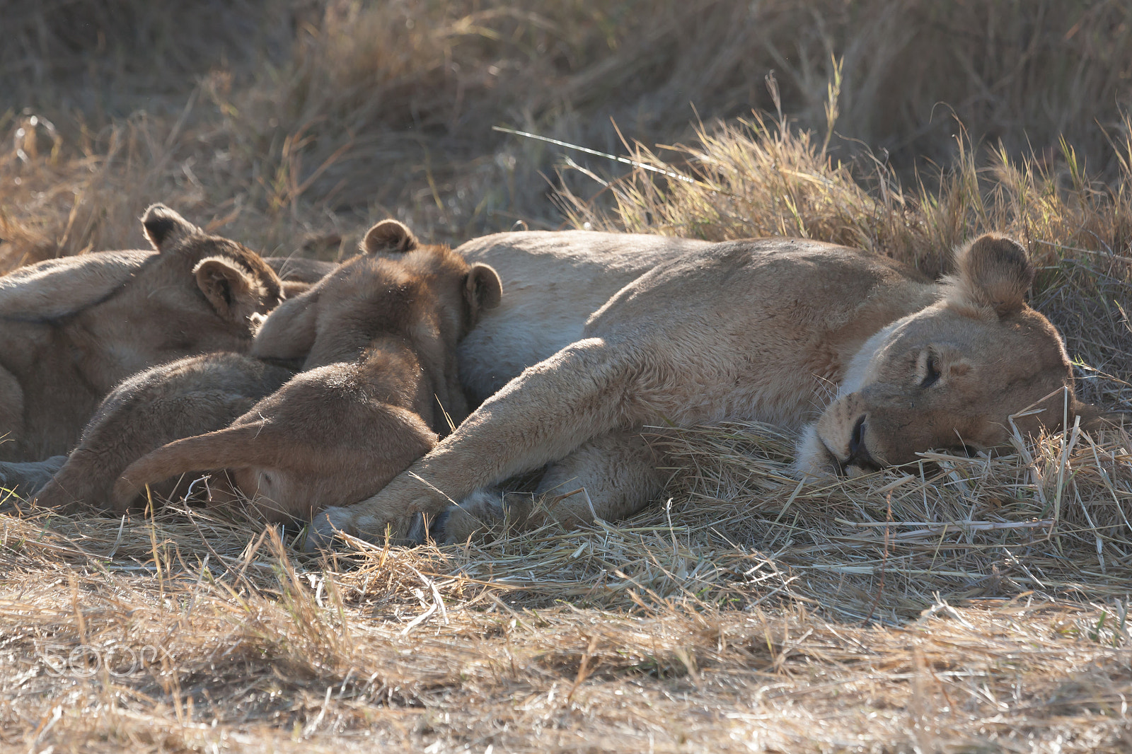 Canon EOS 5D + Canon EF 100-400mm F4.5-5.6L IS USM sample photo. Lions, botswana photography