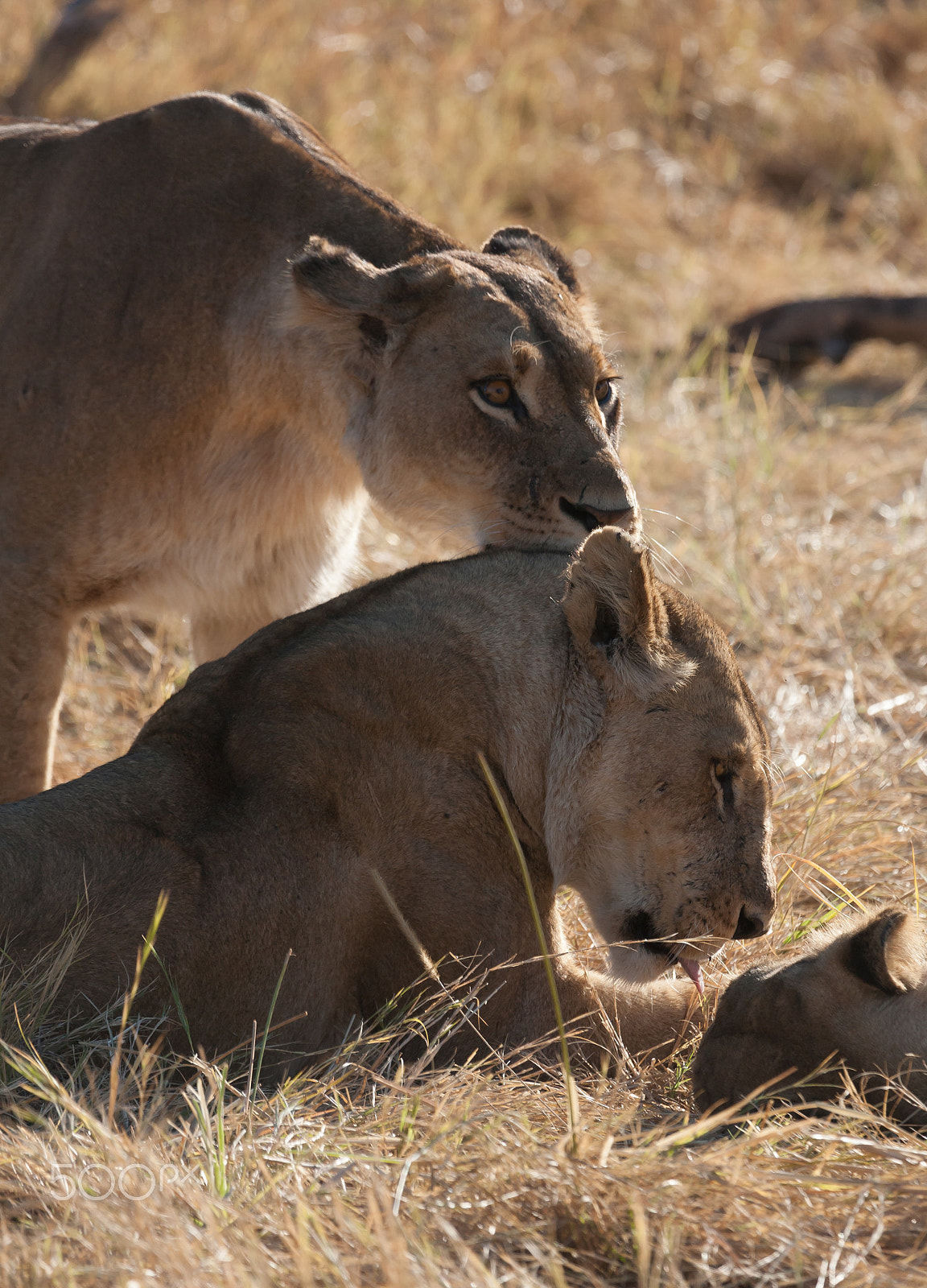Canon EF 100-400mm F4.5-5.6L IS USM sample photo. Lions, botswana photography