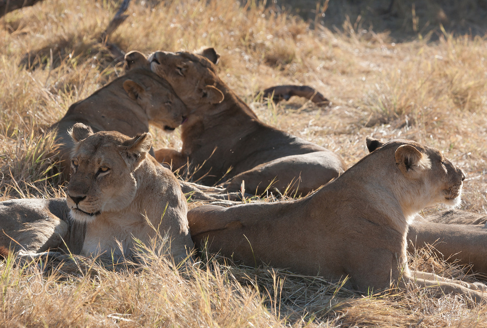 Canon EF 100-400mm F4.5-5.6L IS USM sample photo. Lions, botswana photography