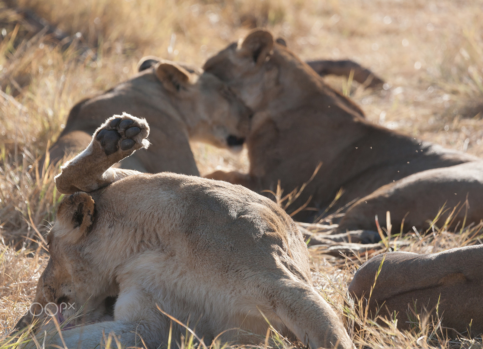 Canon EOS 5D + Canon EF 100-400mm F4.5-5.6L IS USM sample photo. Lions, botswana photography