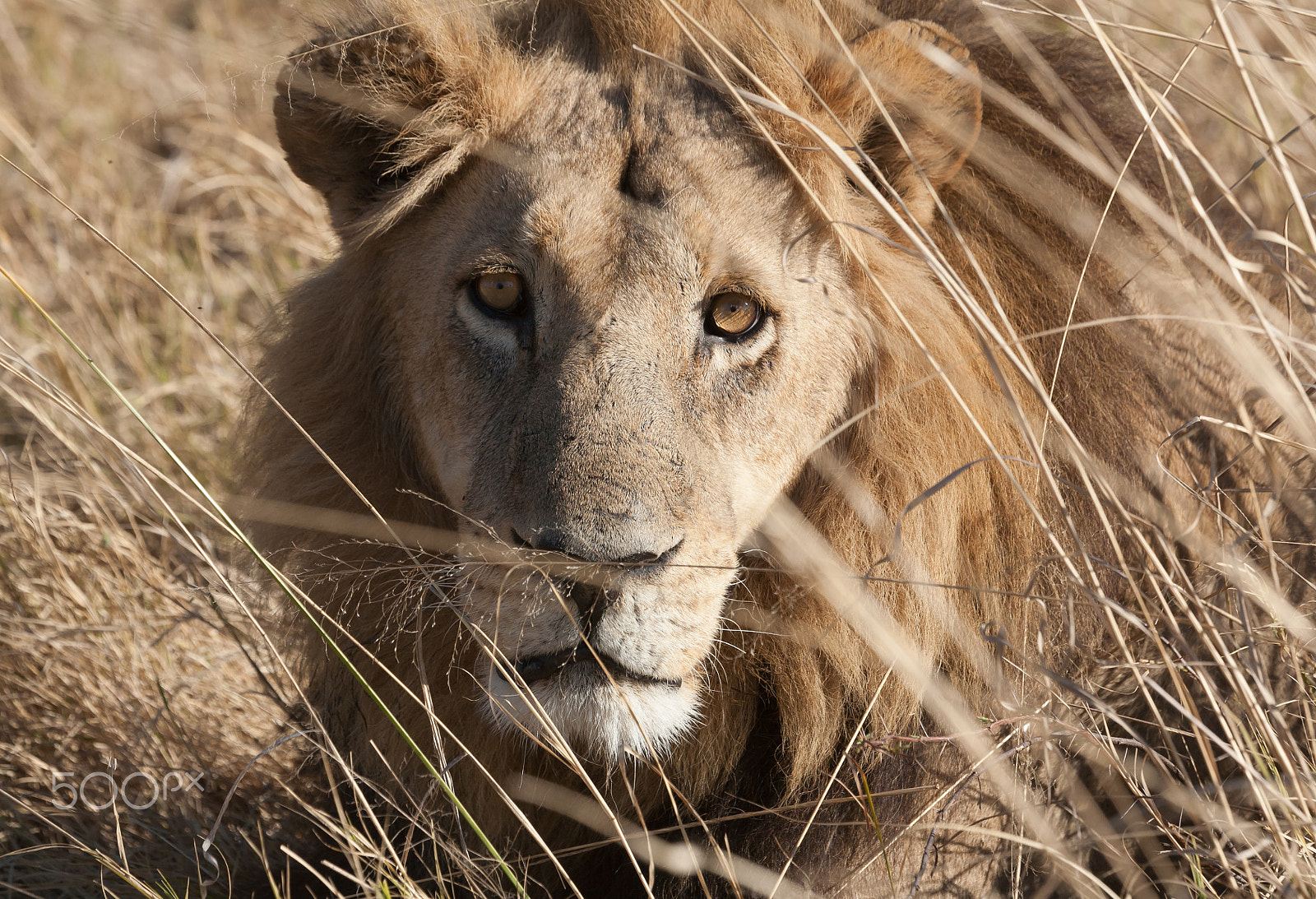 Canon EOS 5D + Canon EF 100-400mm F4.5-5.6L IS USM sample photo. Lion, botswana photography
