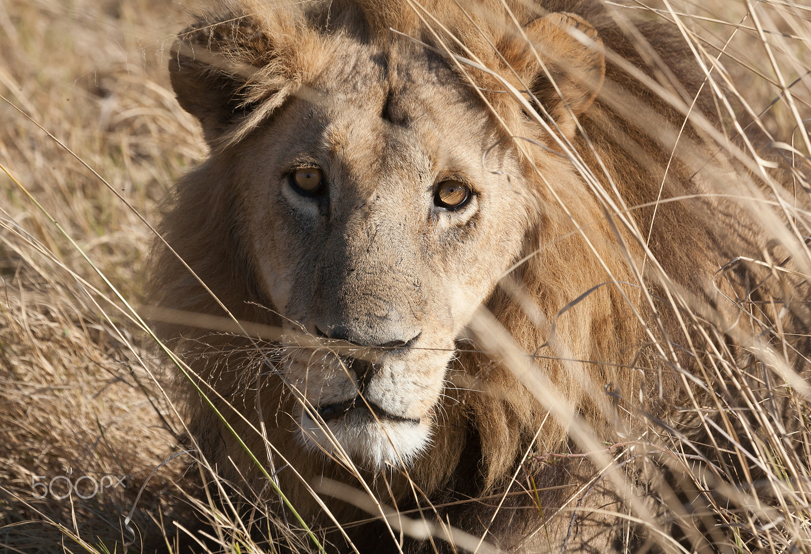 Canon EF 100-400mm F4.5-5.6L IS USM sample photo. Lion, botswana photography