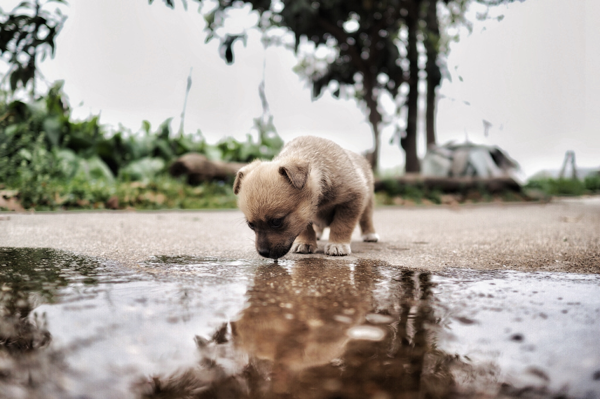 Olympus OM-D E-M10 + Olympus M.Zuiko Digital 17mm F1.8 sample photo. 中华田园犬 photography