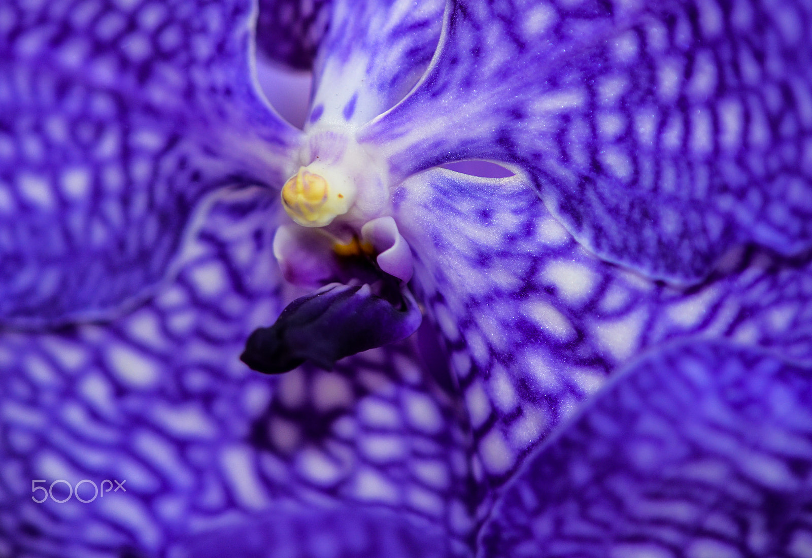 Nikon D7000 + Sigma 50mm F2.8 EX DG Macro sample photo. Flower power photography