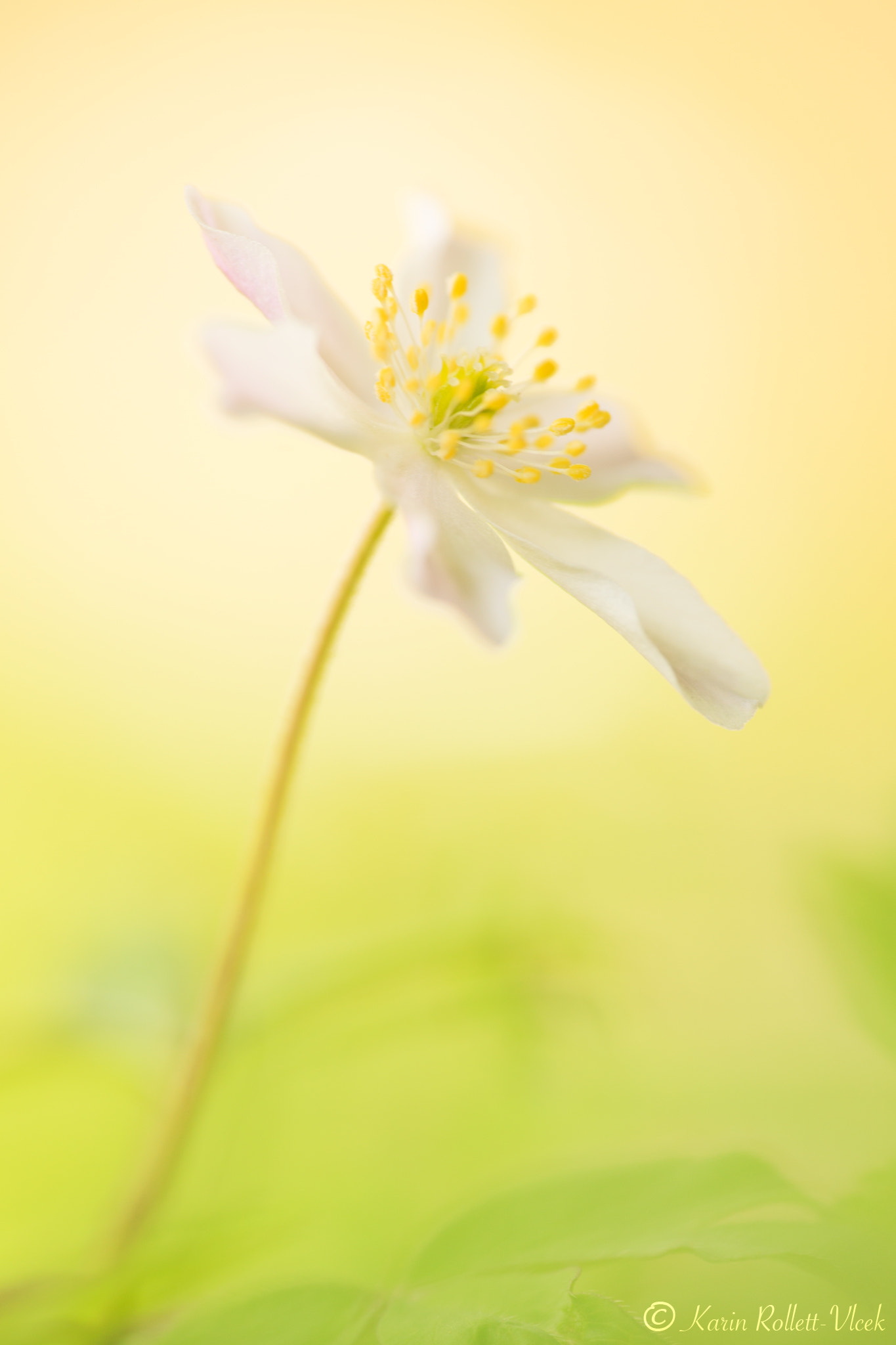 Sigma APO Macro 180mm F2.8 EX DG OS HSM sample photo. Wood anemone photography