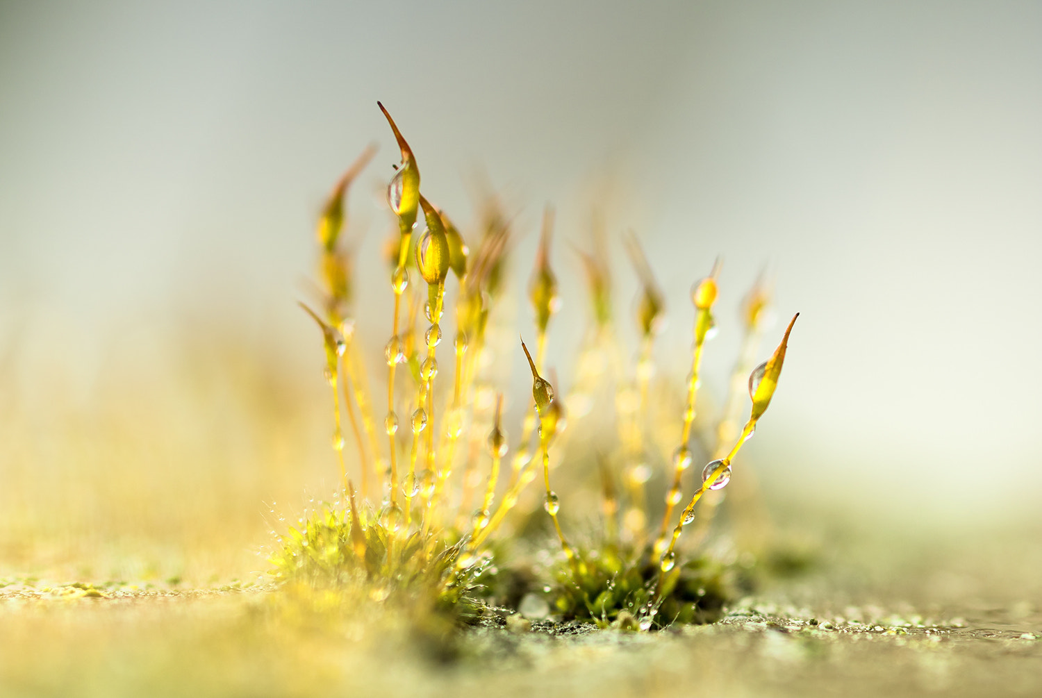 Sigma 105mm F2.8 EX DG Macro sample photo. Drops photography