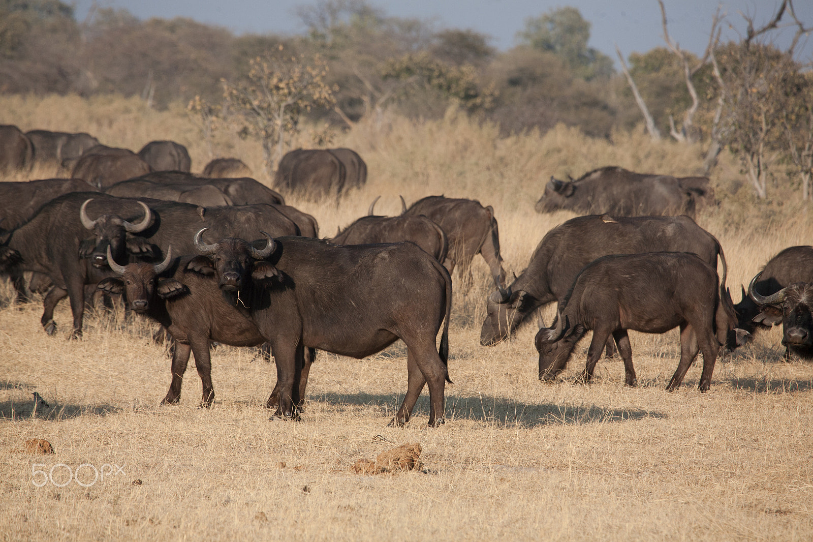Canon EF 100-400mm F4.5-5.6L IS USM sample photo. A group of african buffalos photography