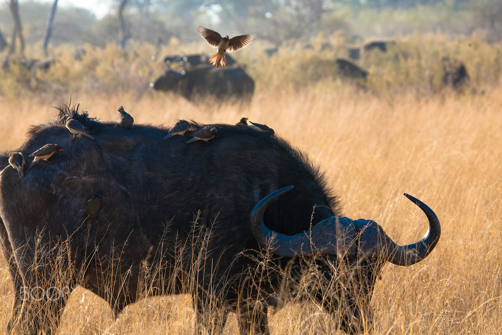 Canon EF 100-400mm F4.5-5.6L IS USM sample photo. Buffalo and bird photography