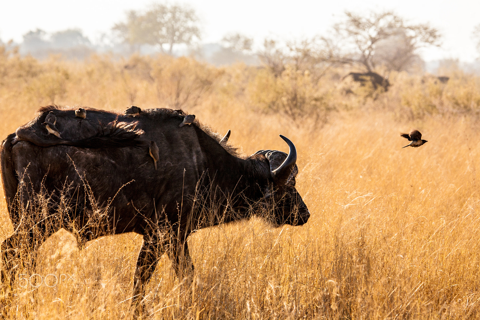 Canon EF 100-400mm F4.5-5.6L IS USM sample photo. Buffalo and bird photography