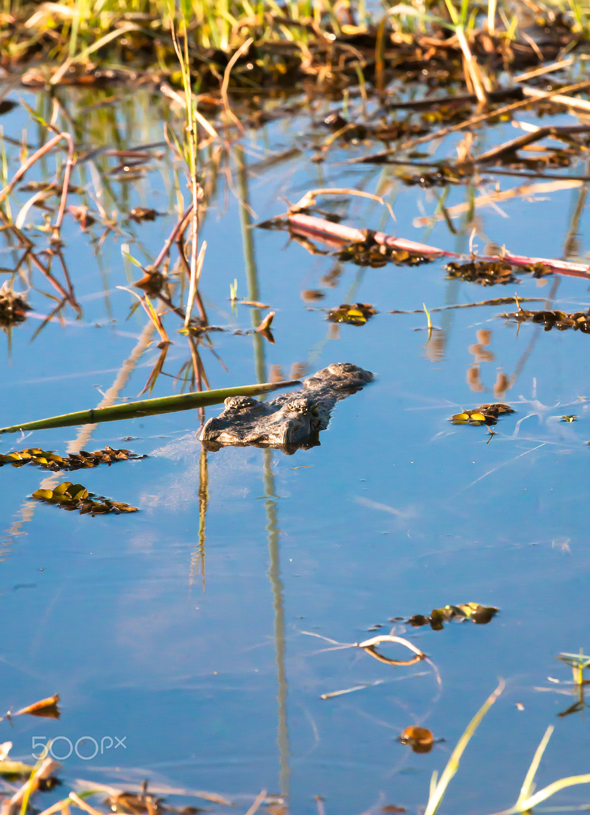 Canon EF 100-400mm F4.5-5.6L IS USM sample photo. Mimicry photography