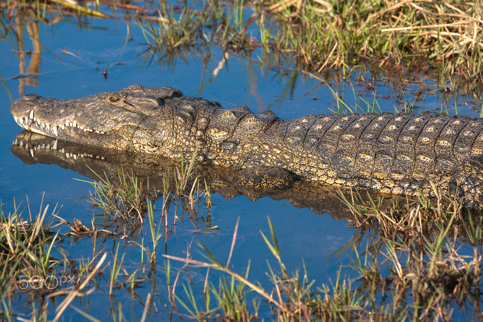 Canon EF 100-400mm F4.5-5.6L IS USM sample photo. Crocodile photography