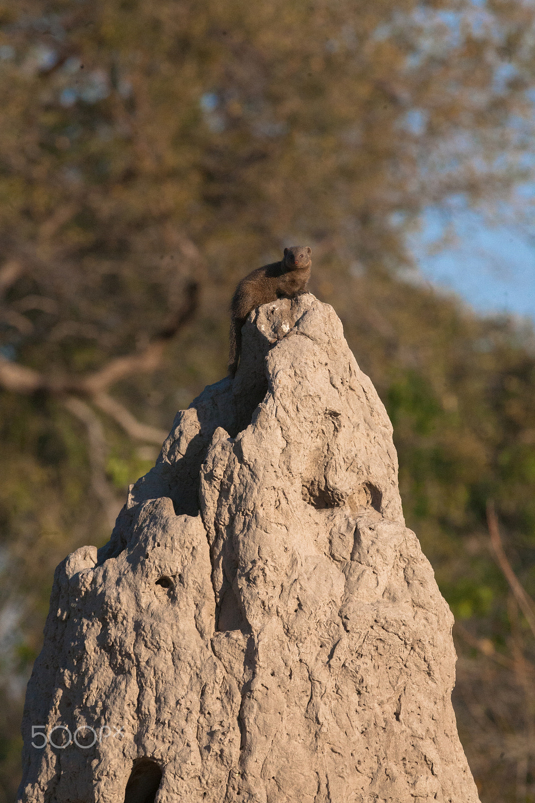 Canon EF 100-400mm F4.5-5.6L IS USM sample photo. Mongoose photography