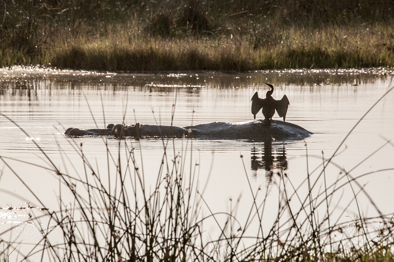 Canon EF 100-400mm F4.5-5.6L IS USM sample photo. Hippo and bird photography