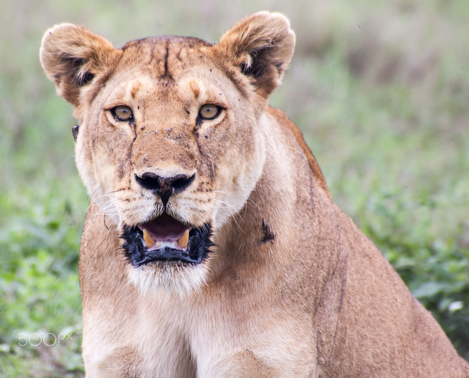 Nikon D70s + Tokina AT-X 840 AF-II (AF 80-400mm f/4.5-5.6) sample photo. Lioness in serengeti photography