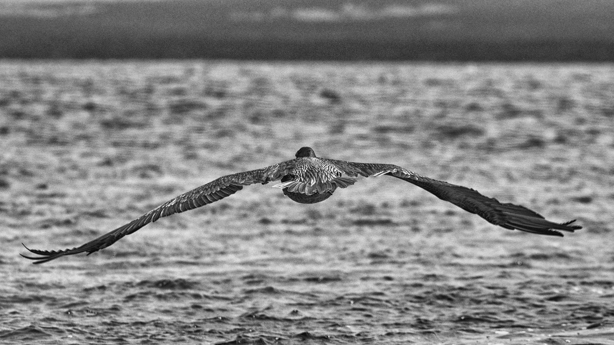 Sigma 150-500mm F5-6.3 DG OS HSM sample photo. Pelicano galapagos photography