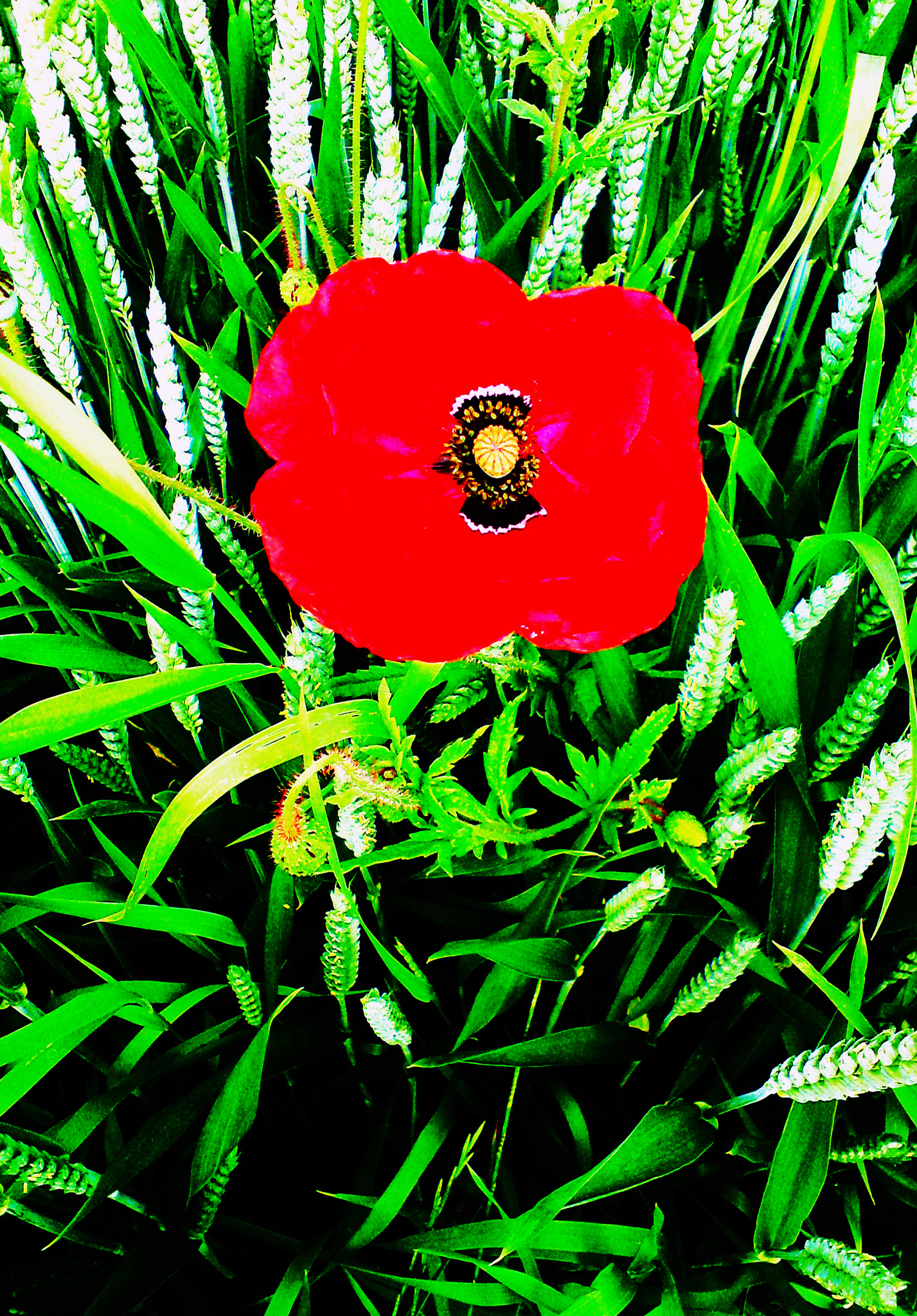 Sony Ericsson W995 sample photo. K.t.revolution - perfumes 2 - red alone photography