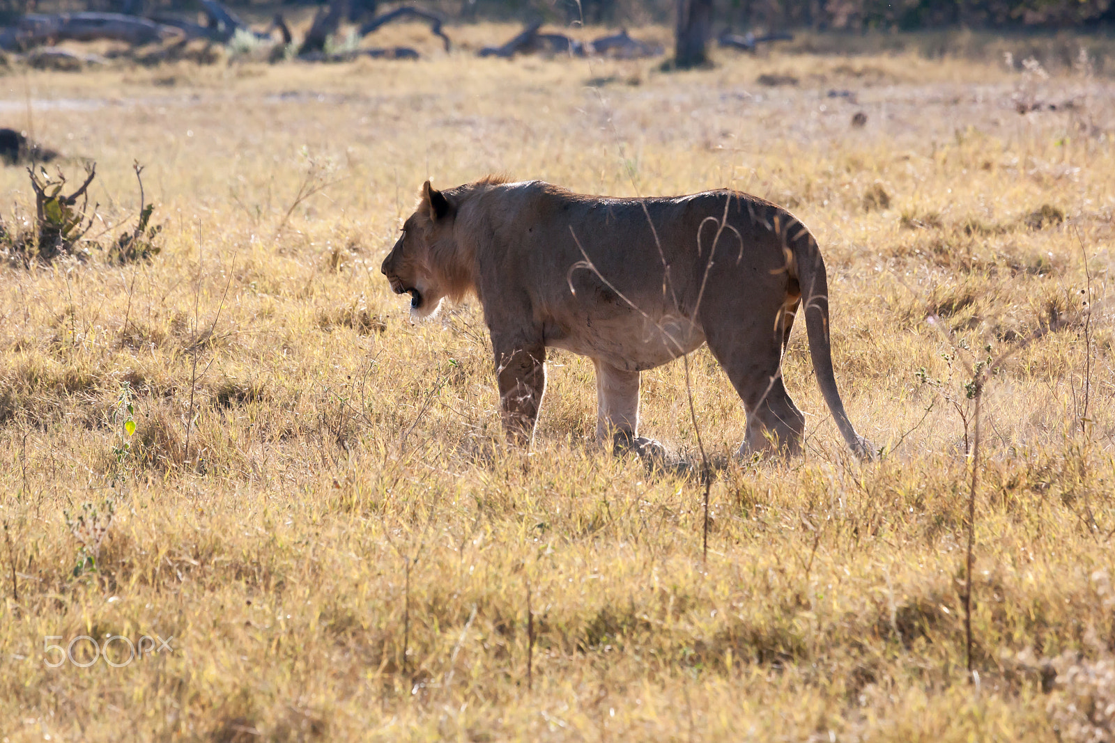 Canon EF 100-400mm F4.5-5.6L IS USM sample photo. Lioness in botswana photography