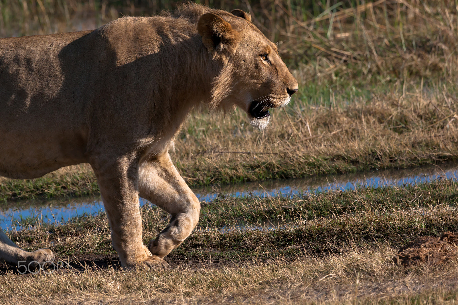 Canon EF 100-400mm F4.5-5.6L IS USM sample photo. Lioness in botswana photography