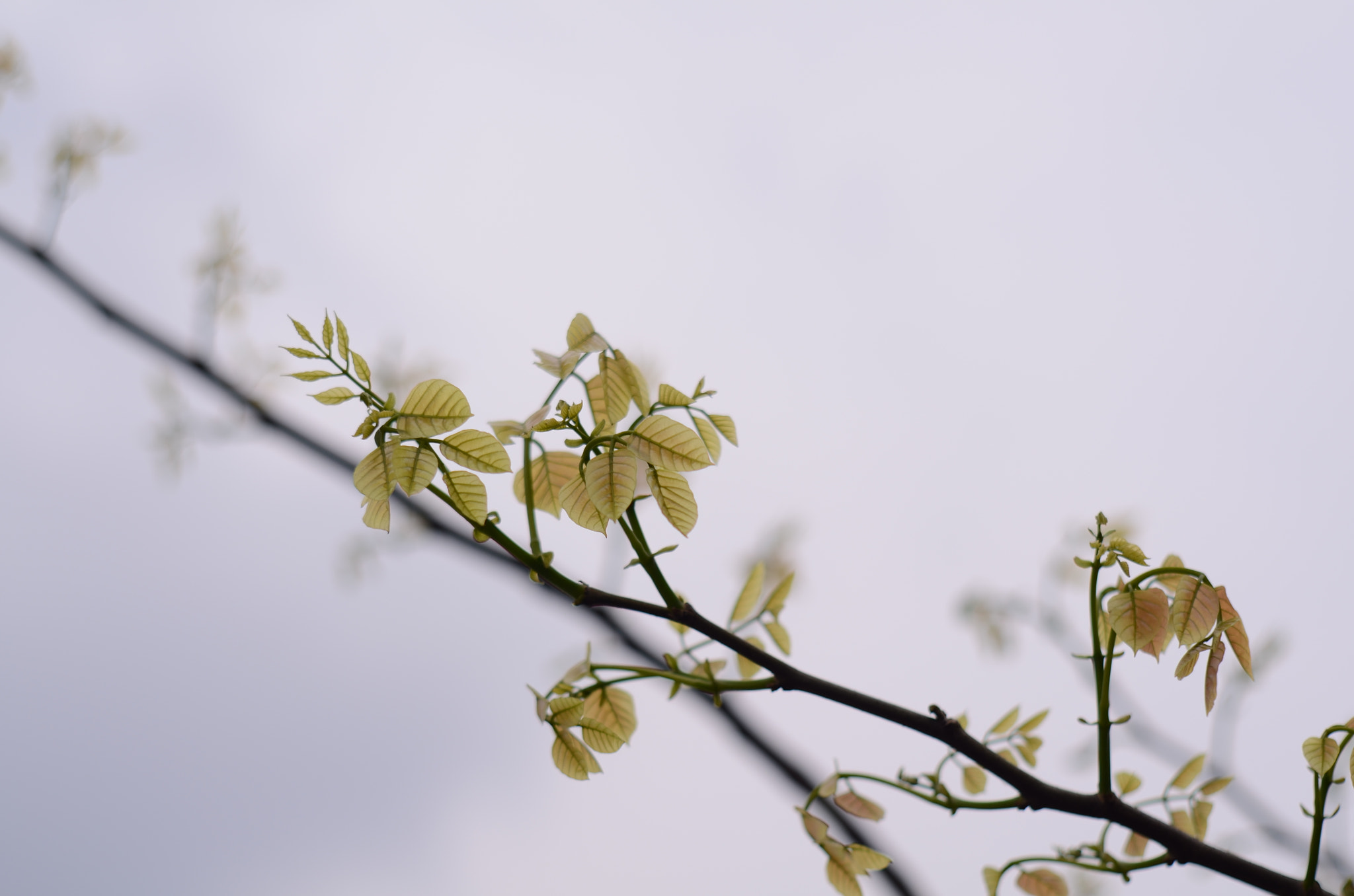 Manual Lens No CPU sample photo. 春芽叶 photography