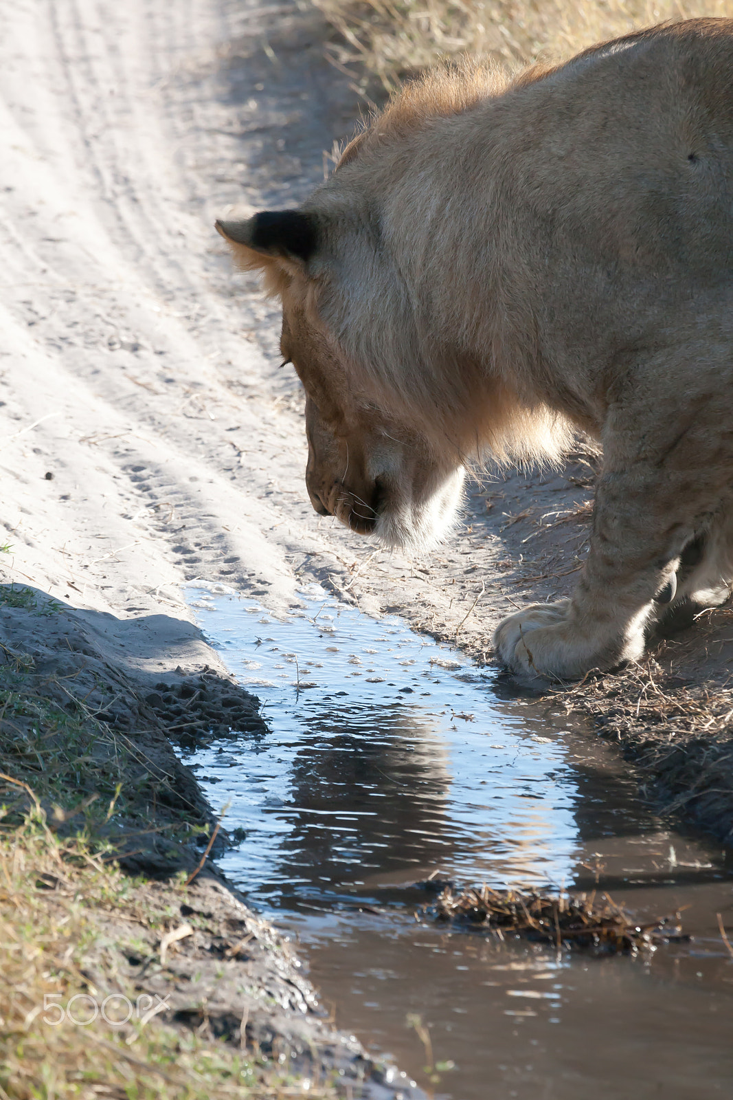 Canon EF 100-400mm F4.5-5.6L IS USM sample photo. Lioness in botswana photography