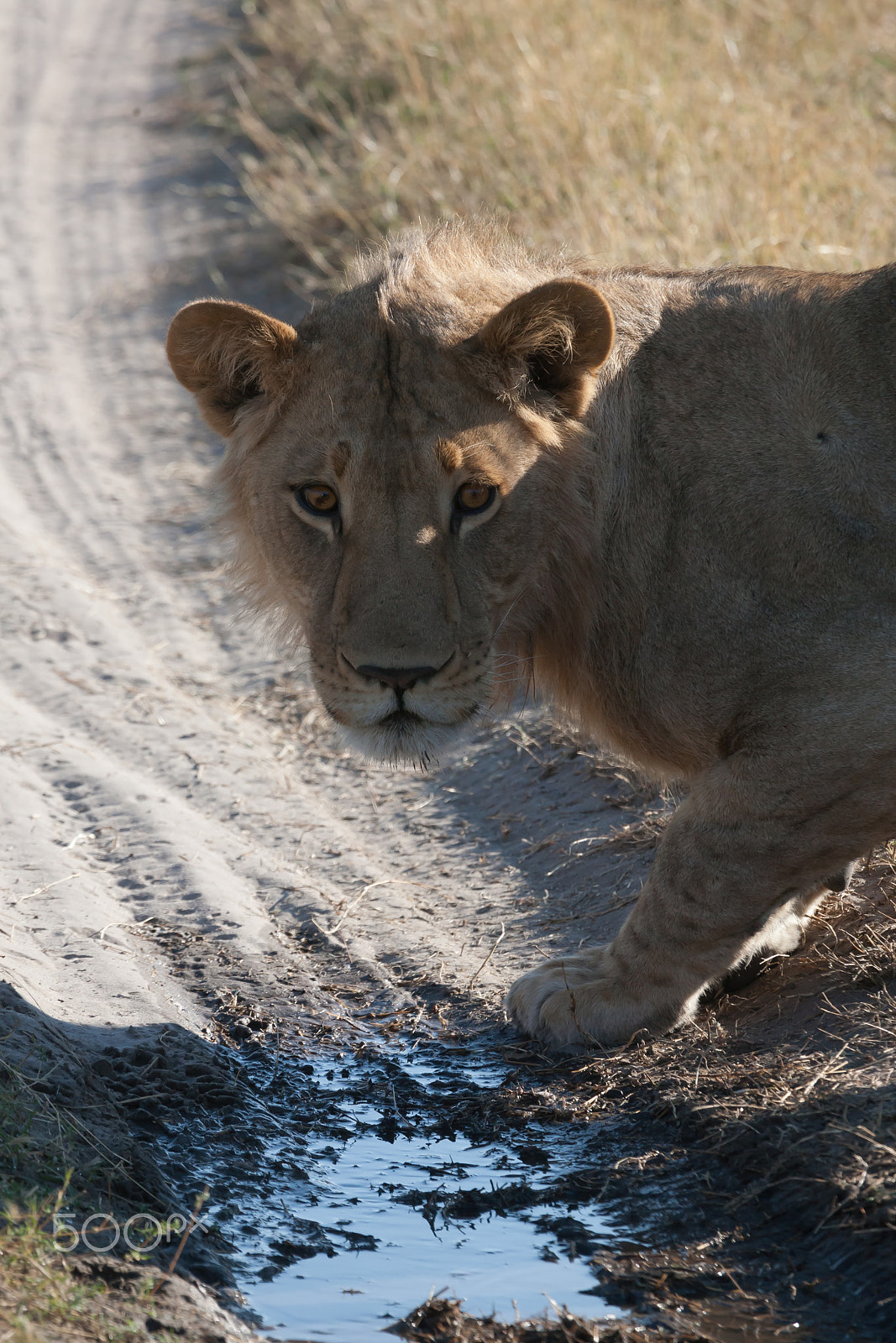 Canon EF 100-400mm F4.5-5.6L IS USM sample photo. Lioness in botswana photography